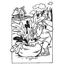 coloring page: Illustration for the fairy tale grew turnip. The old man is pulling a turnip.