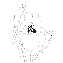Coloring Iris Flowers