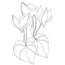 Flores coloridas da Lily