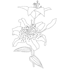 Blumen Färbung - Lily