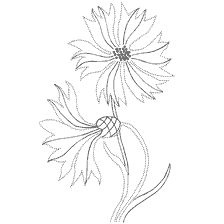 Vasilek flowers