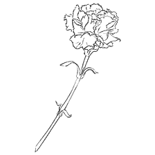 Coloring Carnation