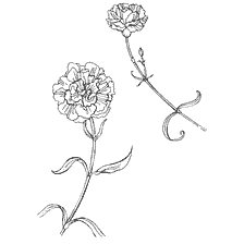 Carnations