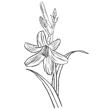 Färbung Lily Blumen