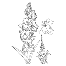 Gladiolus flowers