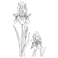 Coloring Irisa Flowers