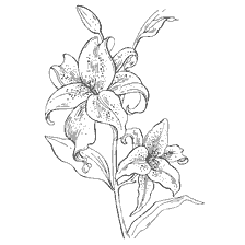 Coloring Lily Flowers