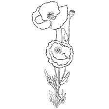 Mac flowers