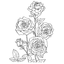 Drawing of the Rose for coloring