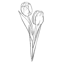 Tulip coloring