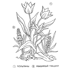 Tulip flowers and mouse hyacinth