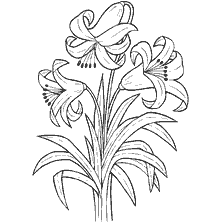 Coloring Lily Flowers