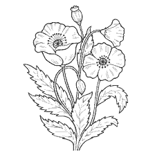 Coloring Mac Flowers