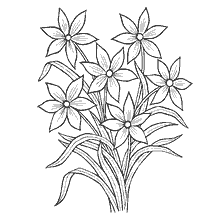 Narcissus flowers
