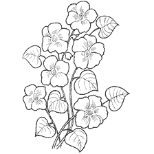 Colouring flowers