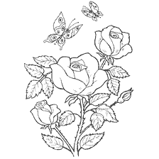 rose