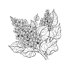 Kwiat Lilac