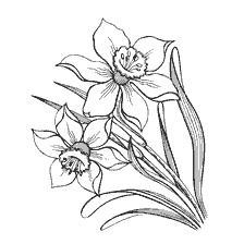 Narcissus flowers