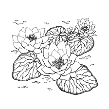 Flores de lótus
