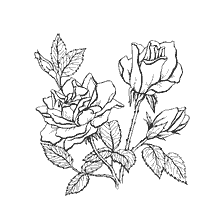 Rose flowers