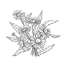 Chamomile