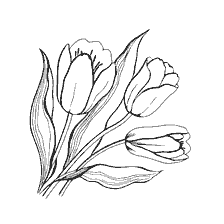 Flores de tulipa