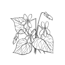 Violet - coloring book for children