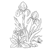 Coloring flowers of Primula and Irisov