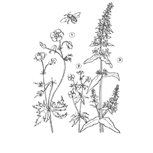 Flowers: Geran meadow, Kalgan, Derbennik