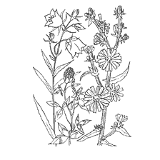 Flower drawing: Bell, Clover and Chicory