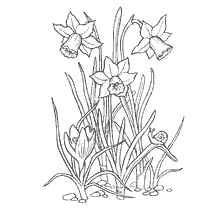 Coloring picture of crocuses and daffodils