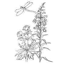 Painted flowers of a swimsuit and willow tea with the image of a dragonfly.