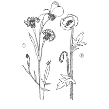 Black and white coloring of flowers Vasilek and Mac with numbers