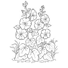 Coloring with malva flowers