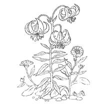 Coloring Lily and Nail Flowers