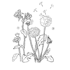 Flores Meadow e Dandelion