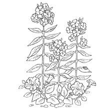 Coloring with Flox and Petunia flowers