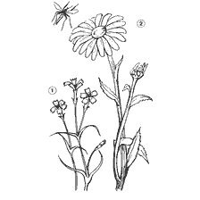 Drawing of field and chamomile carnations