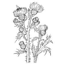 Thistle