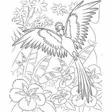 Coloring Rio - The Pearl
