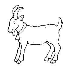 Bok - simbool van die jaar