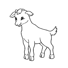 Little goat