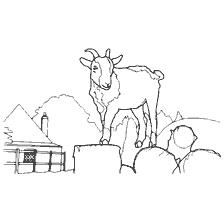 Kleuren Schapen en geiten Berggeit