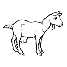 Tekening van de geitengeit voor het kleuren