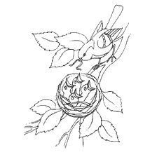 coloring page: Coloring with bird and nest