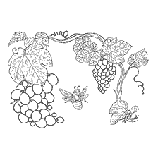 The vine