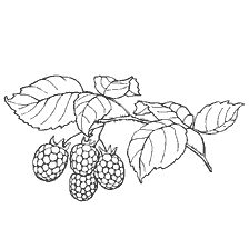 Fraises