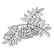 Dessin des baies par le frêne pour la coloration