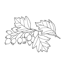 Coloration des baies d'aubépine avec feuilles