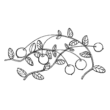 Image contournée des baies de canneberge sur une branche
